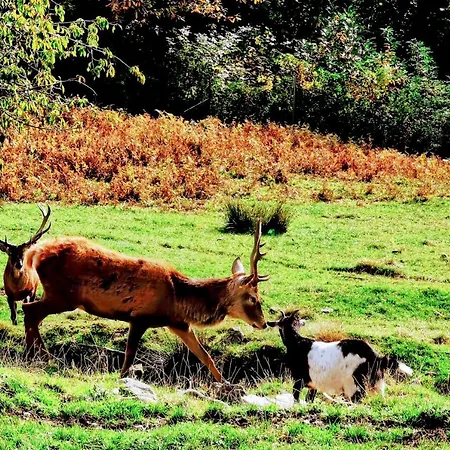 Black Forest - Hirschperle * סאסבאכוואלדן